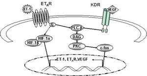 Mögliche Interaktionswege zwischen ET-Achse und VEGF-vermittelten Signalreduktion