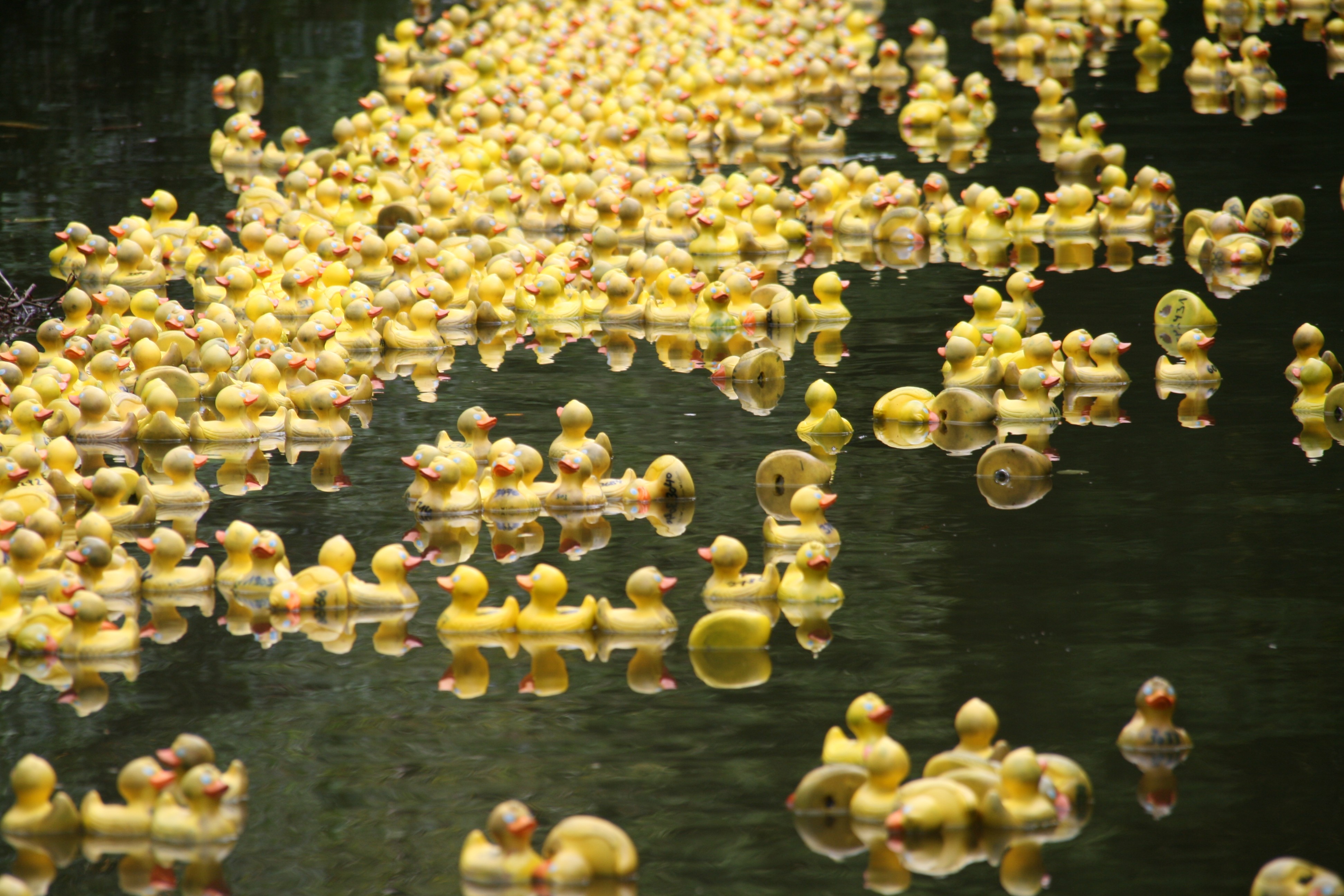Auf die Ente, fertig los: Im September lieferten sich 3.500 Gummienten ein Wettrennen auf der Aa in Münster (Foto Round Table Münster).